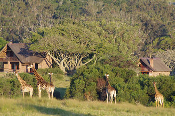 Готель Kragga Kamma Game Park Порт-Елізабет Екстер'єр фото