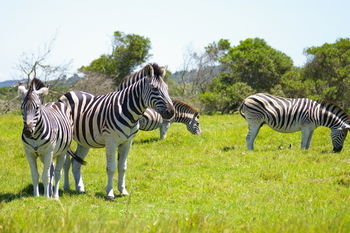Готель Kragga Kamma Game Park Порт-Елізабет Екстер'єр фото
